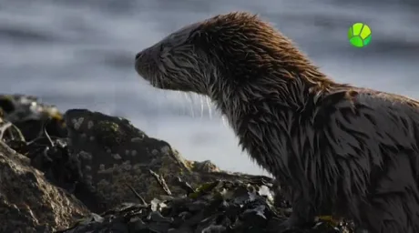 Рожденные бурей (сериал 2020)